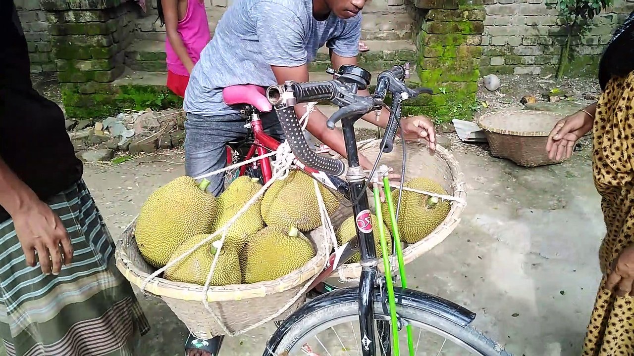 কাঁঠাল -Jack fruit - কাঁঠাল বাগান করে স্বাবলম্বী কুমিল্লার অলিউল্লাহ্