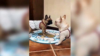 Animales Graciosos #2 - Trata de no reírte