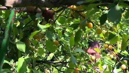 VOYONS VOIR - Jambon d’Auvergne et AOP Abondance