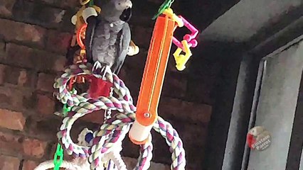 Parrot insists on having chicken for dinner