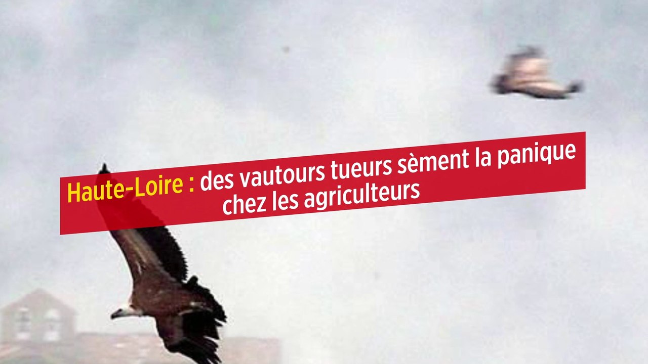 Haute-Loire : des vautours tueurs sèment la panique chez les agriculteurs