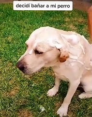 Esto es lo que pasa despues de bañar a tu perro