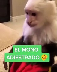 Como adiestrar a un mono resultado