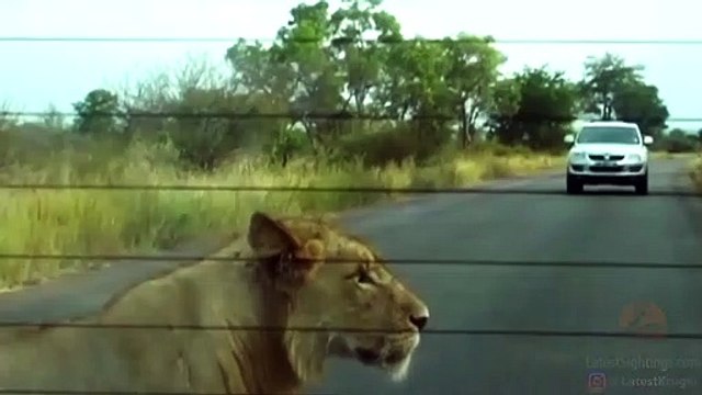 Ce lion aime bien les pneus... un peu trop