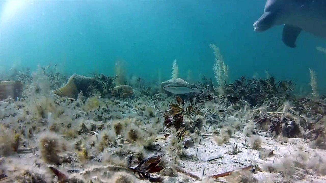 Dolphin Shelling