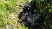Wildlife biologist gets rare up-close shots of mountain gorillas in Rwanda