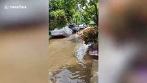 Dogs enjoy splashing around on flooded road after heavy rain