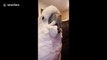 Cockatoo attempts to sing along to popular Spongebob Squarepants song