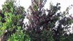 ¡FIN DE MUNDO! “Nube” de langostas amenaza con arrasar cultivos en cuatro países de Sudamérica