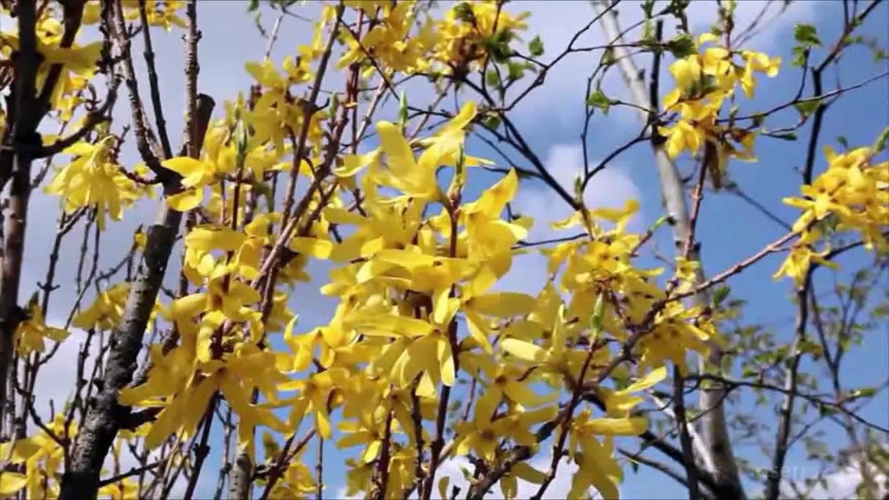 Tutam Yar Elinden (Yedi Karanfil)