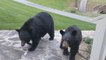 Man Shoos Away Bear Family off his Property
