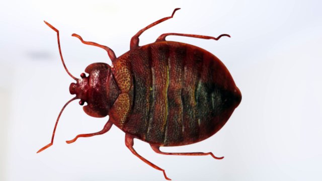 How To Get Rid of Bed Bugs - YouTube