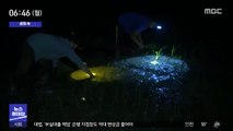 [이슈톡] 40도 넘는 무더위에 밤에 벼 심는 베트남 농민들
