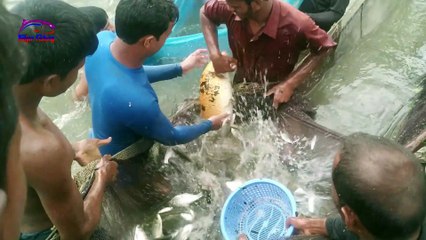 Download Video: Unbelievable Net Fishing Videos Bangladesh Traditional Net Fish Catching in The Village Pond