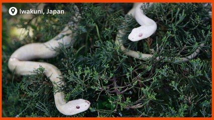 SLIDESHOW- Albino animals || Reuters || Update News || Intelligence Park