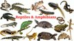 Reptiles & Amphibians __ Reptiles __ Amphibians