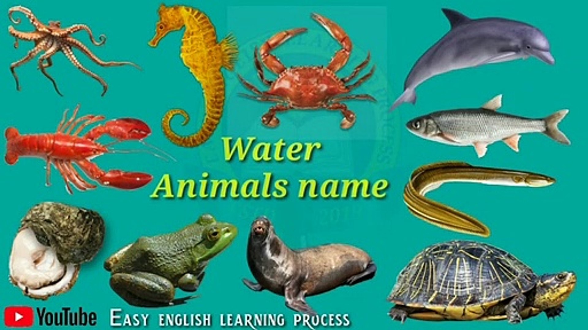 Water animals name __ Sea animals name - video Dailymotion