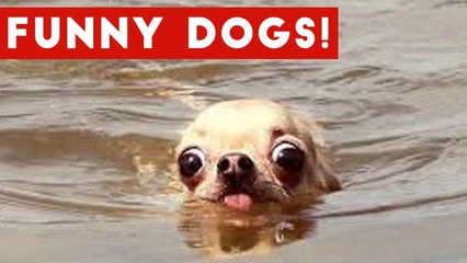 Top 50 Funny Dog Videos That Are Guaranteed To Make You Smile _ Funny Pet Videos