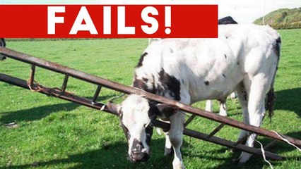 Funniest Animal Fails October 2016 Compilation _ Funny Pet Videos