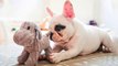 Top 30  Best Cute French BullDog Puppies Videos _ Funny and Cute French Bulldog Puppies Compilation
