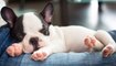 Cute French Bulldog Puppies - Funny and Cute French Bulldog Compilation _ Dogs Awesome