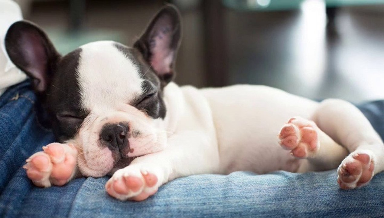 Cute French Bulldog Puppies - Funny and Cute French Bulldog Compilation _ Dogs Awesome