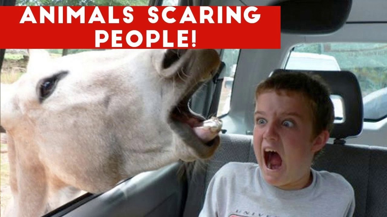 Funniest Animals Scaring People Reactions of 2018 Weekly Compilation ...
