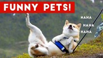 The Funniest Cute Pet Home Video Fails Weekly Compilation September 2016 _ Funny Pet Videos