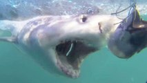 SHARK WEEK! Crazy Shark Videos Caught on Camera _ Cage Diving & Diver Attacks 2018