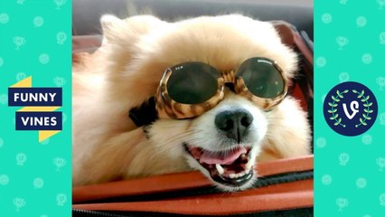 TRY NOT TO LAUGH - Funny Dogs Compilation _ Cute and Adorable Puppy Videos _ Funny Vines July 2018