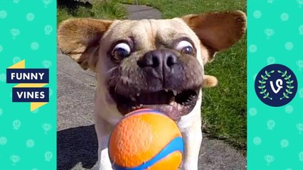 TRY NOT TO LAUGH - FUNNY ANIMALS Compilation _ Dogs & Cats _ Funny Vines June 2018