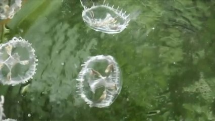 Critically endangered jellyfish found in freshwater pond in southwest China