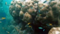 Scuba Diving, Havelock Island, Andaman