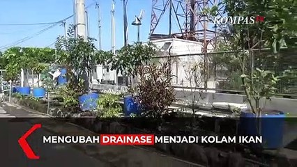Drainase Berubah Fungsi Menjadi Kolam Ikan