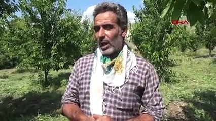 72 yaşındaki hibe desteğinden yaralandı, köyüne 400 ağaçlık kiraz bahçesi kurdu