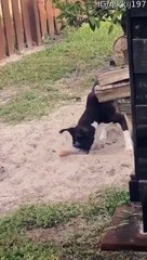 Boxer Uses Face to Bury Hot Dog Bun