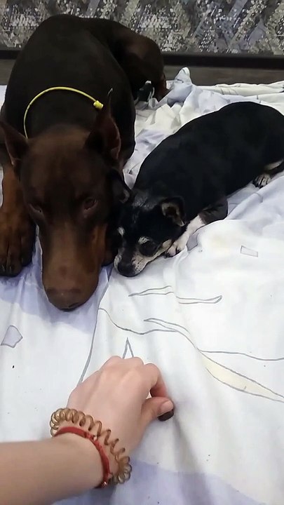 Clever Dog Deceives Friend