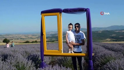 İstanbullular, Tekirdağ'daki mor tarlalara akın etti