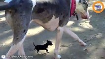 Un minuscule chiot débarque dans un refuge et fonce sur les deux plus grands chiens