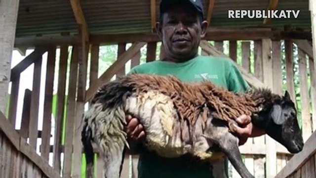 Umat muslim menata daging kurban di atas daun jati sebelum didistribusikan saat perayaan Idul Adha 1440 H di Masjid Margoyuwono, Panembahan, Keraton, Yogyakarta.