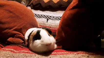 CAVIA PORCELLUS DAVID 20190801_113021