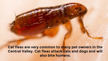 Fleas Control Service in Sacramento