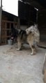 KAFKAS COBAN KOPEGi - CAUCASiAN SHEPHERD DOG