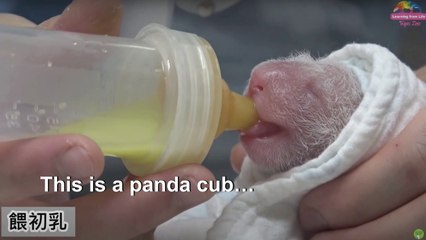 Panda gifted by China gives birth to second cub in Taiwan