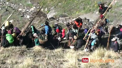 yarsagumba seekers crossing the mountain ⛰️⛰️⛰️