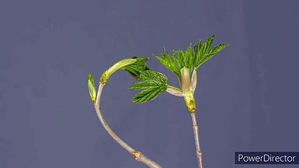 How to grow plant in the secret of the daily growing short video