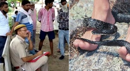 मोबाइल चलाने में इतना बिजी हुआ कि पैरों से लिपटकर डसने लगा सांप, युवक ने तोड़ा दम
