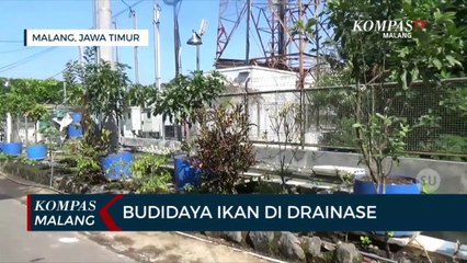 Kreatif!!! Warga di Malang Ubah Drainase Jadi Kolam Ikan