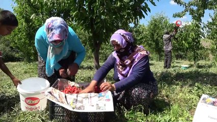72 yaşındaki Saliha Nine devlet desteğiyle kiraz bahçesi kurdu