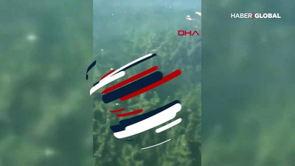 Gölde görülen yılanlarla ilgili 'deprem' iddiasına açıklama: Bilimsel değeri yok